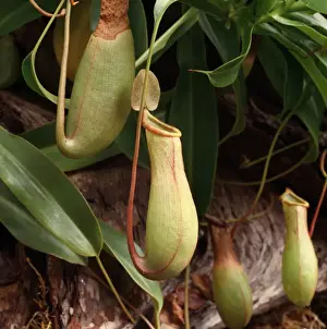 Pitcher Prints: Nephenthes sp. pitcher plant