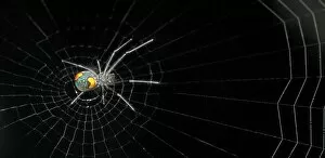 Araneae Gallery: Nephilengys malabarensis, orb-web spider