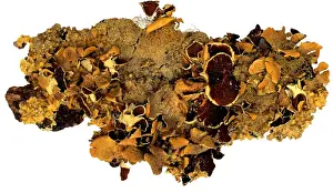 Lichen Prints: Nephroma sp. lichen