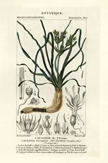 Dizionario Gallery: Neptune grass, Posidonia oceanica