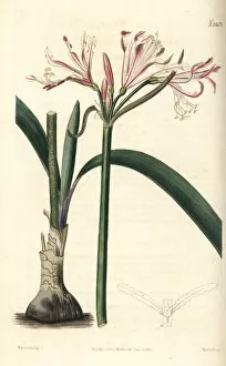 Curtis Collection: Nerine humilis
