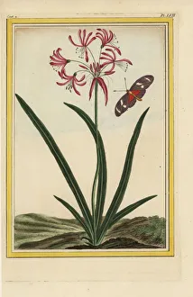 Amaryllis Gallery: Nerine undulata