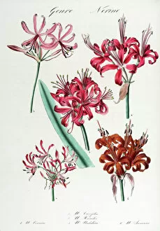 Images Dated 2nd July 2014: Nerine: six varieties