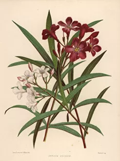 Images Dated 16th April 2019: Nerium or oleander, Nerium oleander