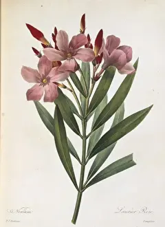 Nerium oleander, oleander