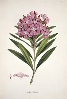 Oleander Prints: Nerium oleander, oleander
