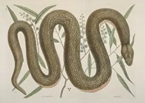 Mark Catesby Collection: Nerodia erythrogaster, copperbelly snake