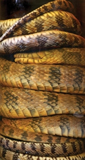 Serpentes Gallery: Nerodia sipedon, water snake