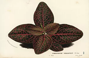 Nerve plant or mosaic plant, Fittonia albivenis