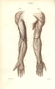 Masse Prints: Nerves to the arm and hand