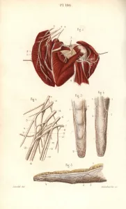 Leveille Prints: Nerves to the brachial plexus and the finger