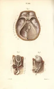 Leveille Prints: Nerves in the skull and to the eye