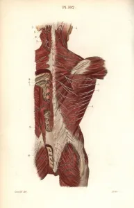 Nervous Prints: Nervous system to the back