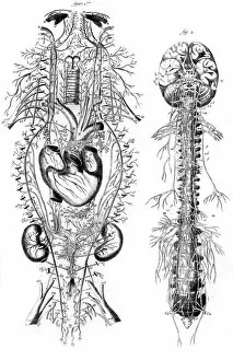 Images Dated 19th October 2011: Nervous System 18th C