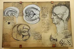 Milan Prints: Nervous system Leonardo da Vincis drawing. 15 th century