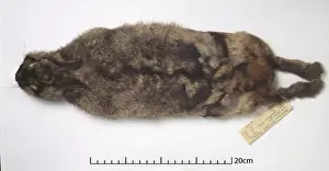 Lagomorph Prints: Nesolagus netscheri, Sumatran rabbit
