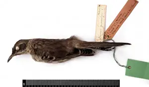 Darwin200 Prints: Nesomimus parvulus, Galapagos mockingbird