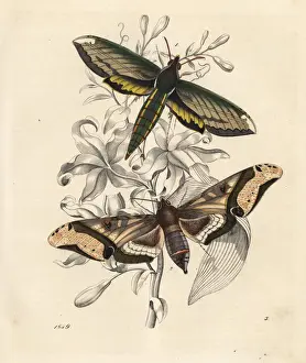 Nessus sphinx, Amphion floridensis 1