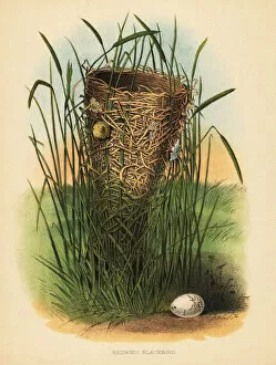 Nest and egg of the redwing blackbird, Agelaius phoeniceus