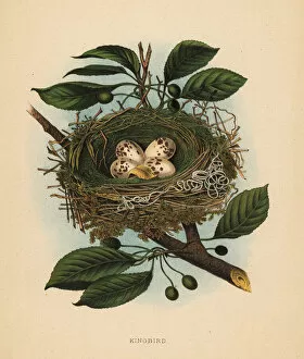 Nests Collection: Nest and eggs of the eastern kingbird, Tyrannus tyrannus