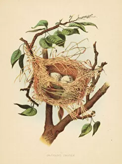 Nest and eggs of the orchard oriole, Icterus spurius