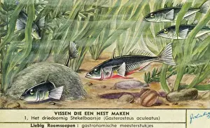 Nest-Making Fish - 1