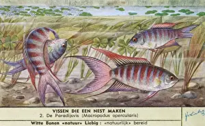 Nest-Making Fish - 2