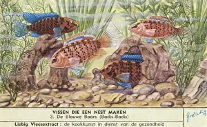 Nest-Making Fish - 3