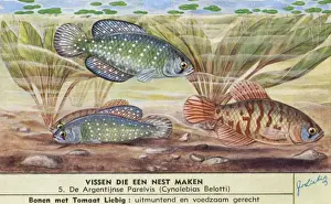Nest-Making Fish - 5