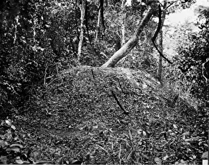 Torres Prints: Nest of Megapodins, Cape York