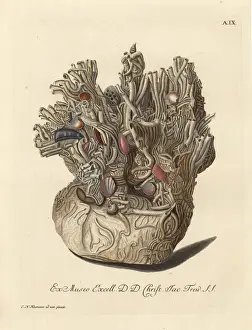 Naturalien Cabinet Prints: Nest of sponge coral, Halcyonium durum, Geodia cydonium?