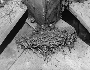 Nesting Prints: Nest of Swallows