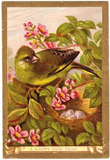 Nesting Collection: Nesting bird on a New Year card