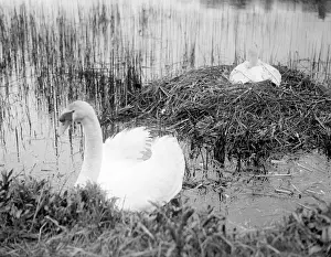 Nesting Prints: Nesting Swans