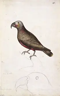 Nestor Prints: Nestor meridionalis, kaka