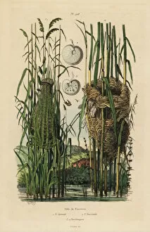 Guerin Meneville Collection: Nests of the streaked fantail warbler and reed warbler