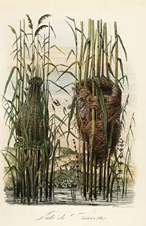 Nests Prints: Nests of the streaked fantail warbler and reed warbler