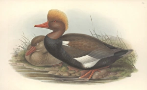 Anatidae Gallery: Netta rufina, red-crested pochard