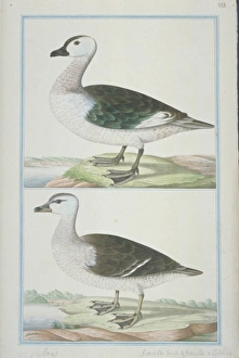 Anas Collection: Nettapus coromandelianus, cotton teal