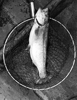 Netted Rainbow Trout