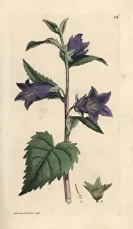 Nettle leaved bellflower, Campanula trachelium