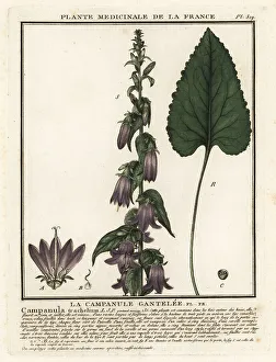 Nettle-leaved bellflower, Campanula trachelium