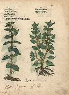 Dwarf Gallery: Nettle, Urtica dioica, and dwarf nettle, Urtica urens