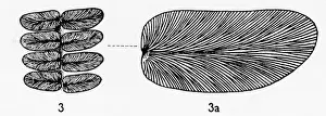 Polypodiophyta Prints: Neuropteris gigantea (Sternberg), Pteridosperm