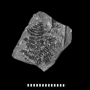Neuropteris heterophylla