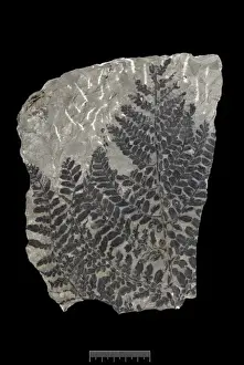 Paleozoic Prints: Neuropteris heterophylla, fossil plant