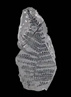 Polypodiophyta Prints: Neuropteris, seed fern
