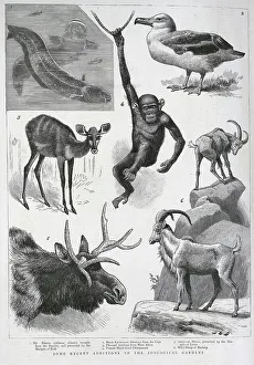 Pleasant Prints: New Additions to Zoological Gardens, London