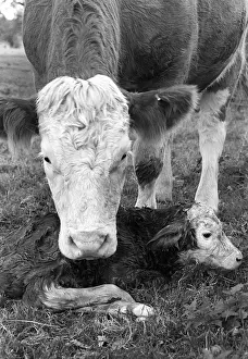 Calf Prints: New born Hereford calf