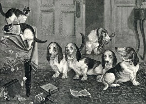 Images Dated 24th January 2011: A new dog-fancy: the Basset Hounds by Louis Wain